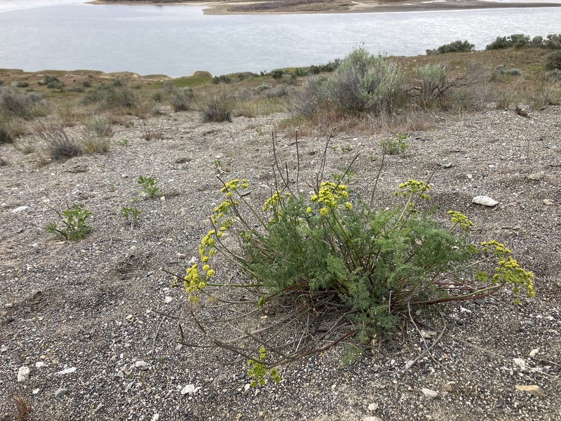 Cymopterus terebinthinus var. terebinthinus photo 7