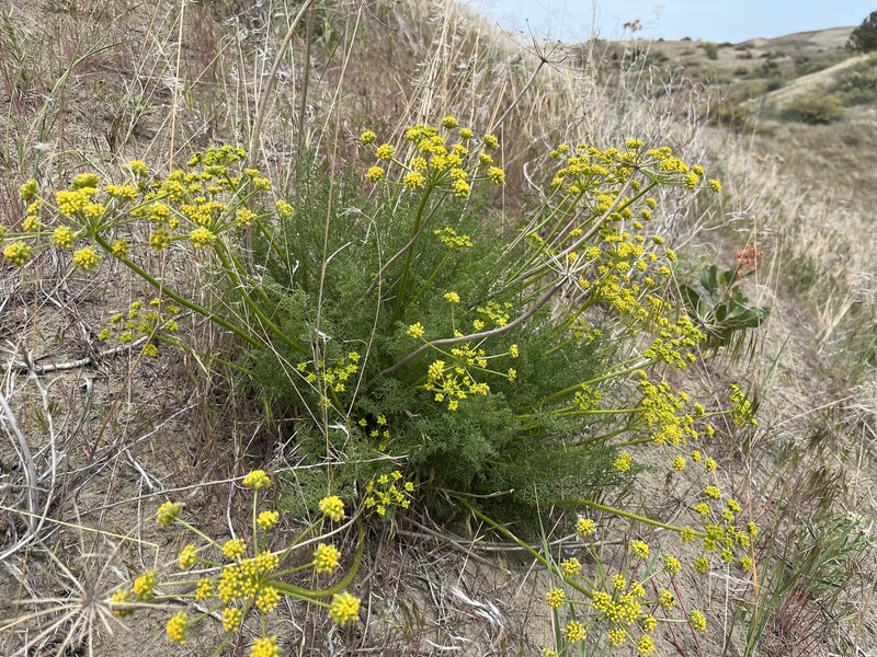 Cymopterus terebinthinus var. terebinthinus photo 8