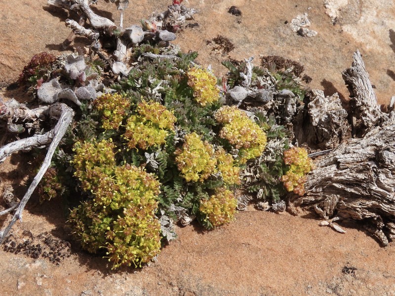 Trotter's Alpineparsley