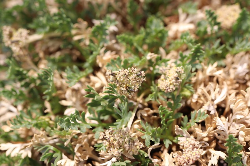 Trotter's Alpineparsley photo 2