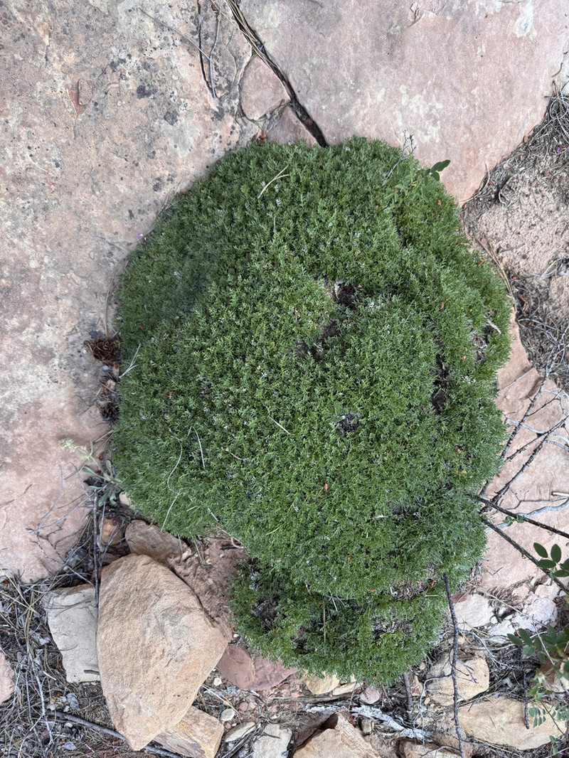 Trotter's Alpineparsley photo 3