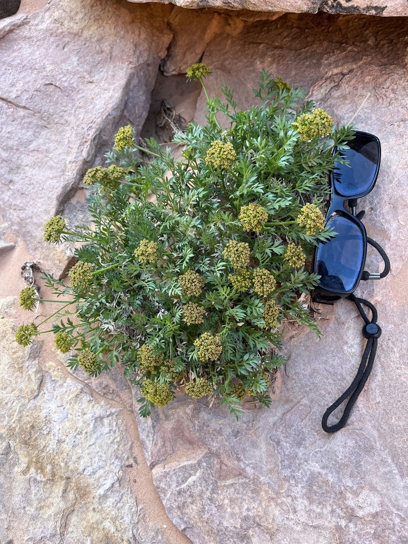 Trotter's Alpineparsley photo 4