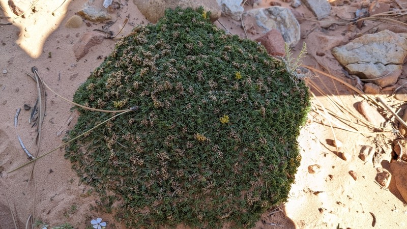 Trotter's Alpineparsley photo 5