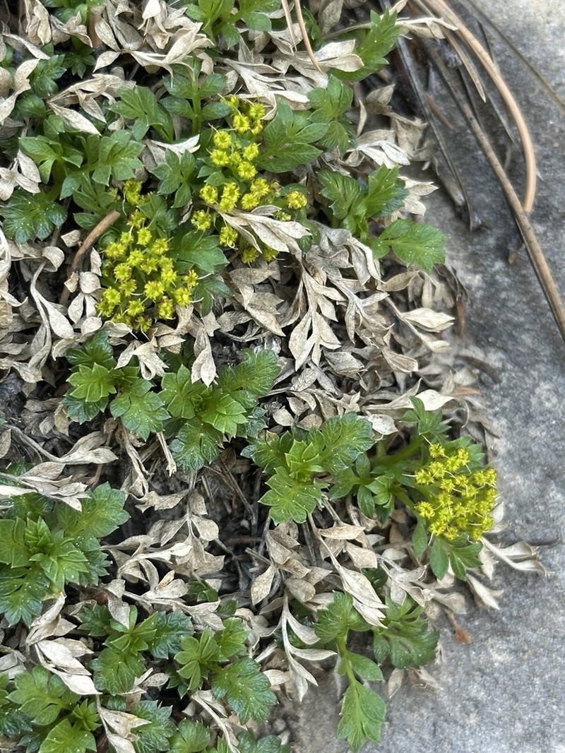 Trotter's Alpineparsley photo 6