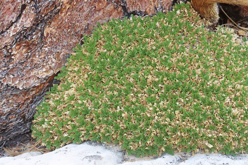 Trotter's Alpineparsley photo 7