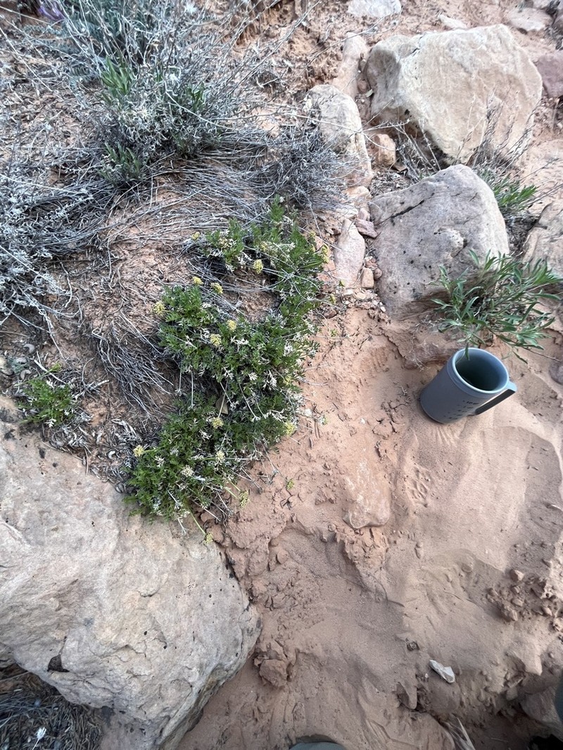 Trotter's Alpineparsley photo 8