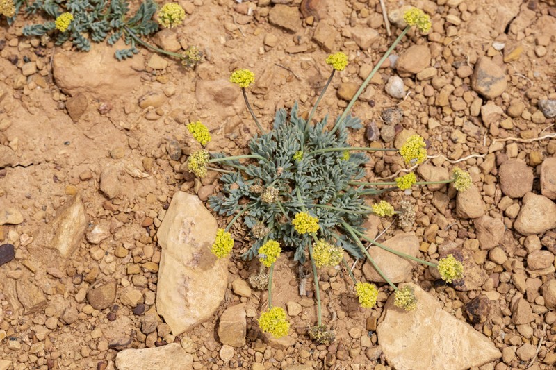 Williams' Springparsley photo 2