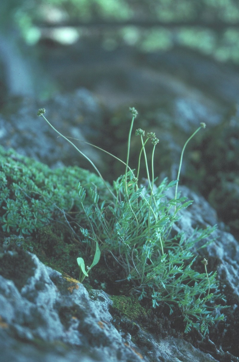 Williams' Springparsley photo 4