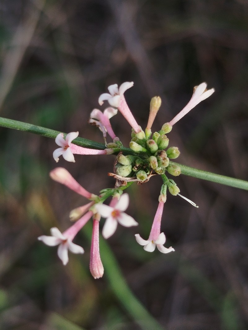 Cynanchica aristata subsp. aristata