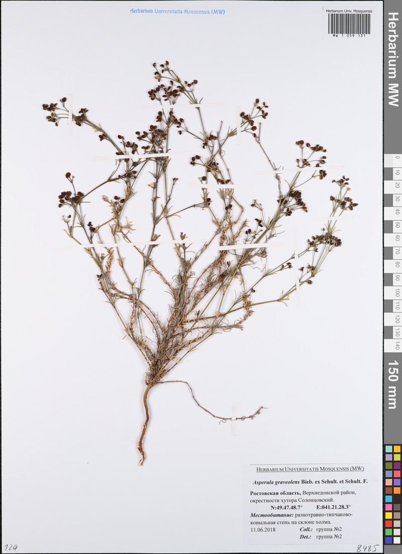Cynanchica graveolens subsp. graveolens