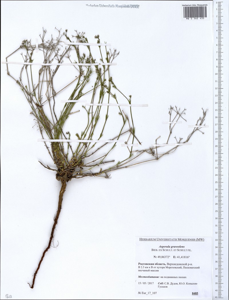 Cynanchica graveolens subsp. graveolens photo 2