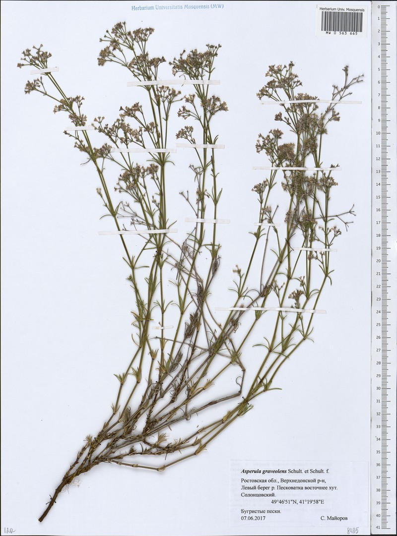 Cynanchica graveolens subsp. graveolens photo 3