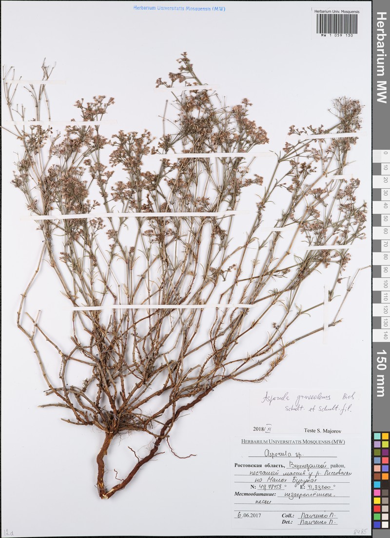 Cynanchica graveolens subsp. graveolens photo 4