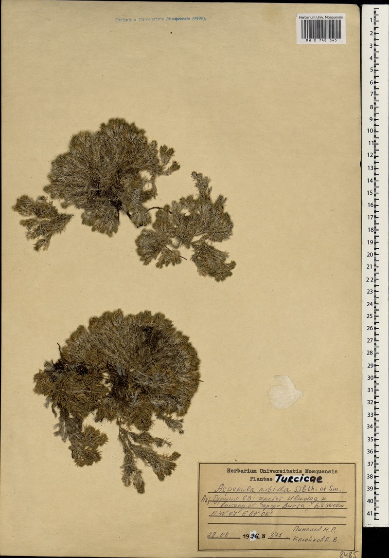 Cynanchica nitida subsp. nitida