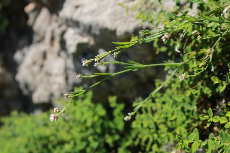 Cynanchica pyrenaica subsp. pyrenaica