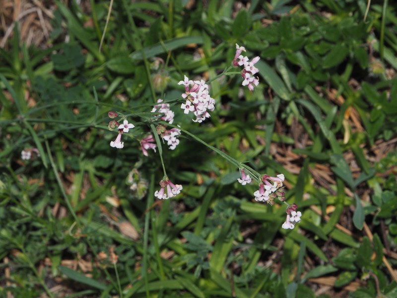 Cynanchica pyrenaica subsp. pyrenaica photo 2