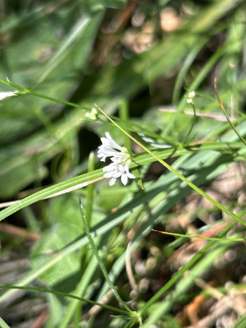 Cynanchica pyrenaica subsp. pyrenaica photo 3