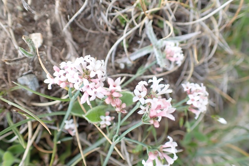 Cynanchica pyrenaica subsp. pyrenaica photo 4