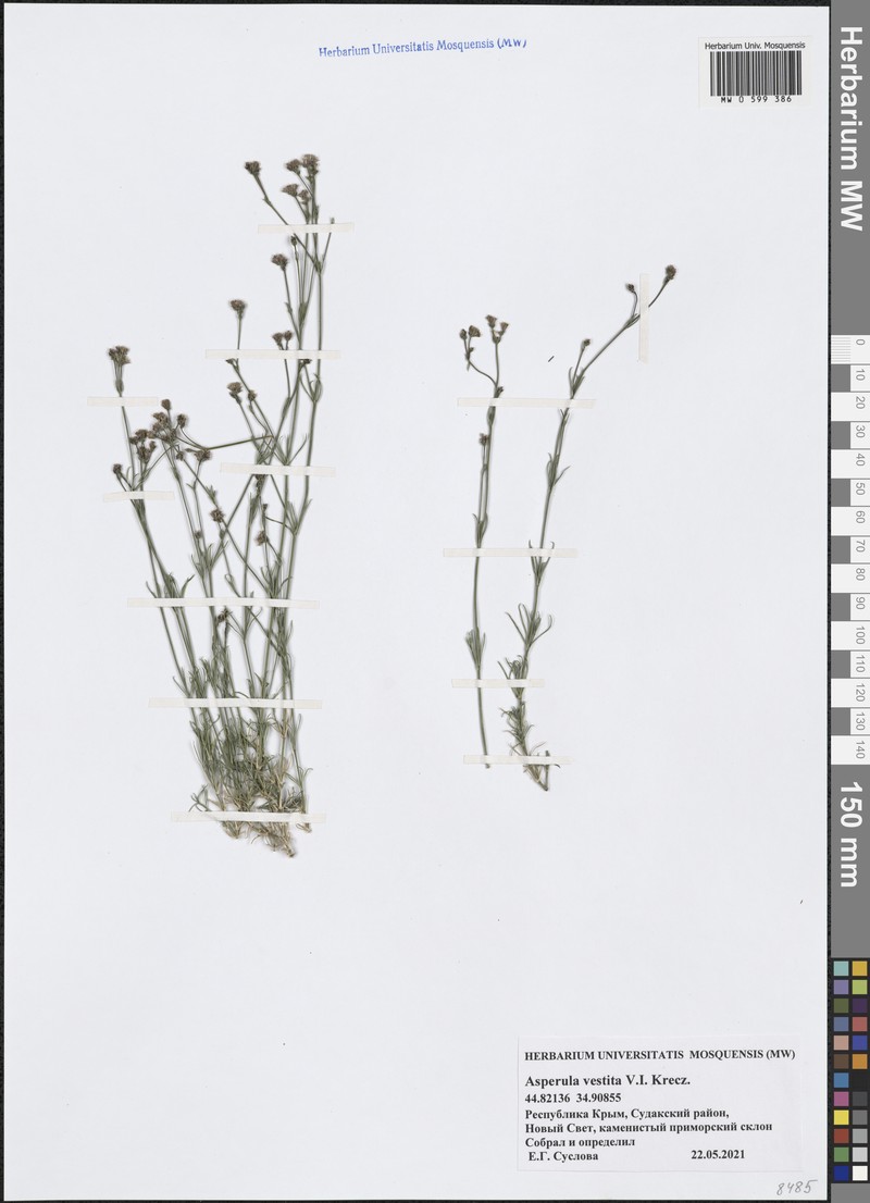 Cynanchica supina subsp. supina