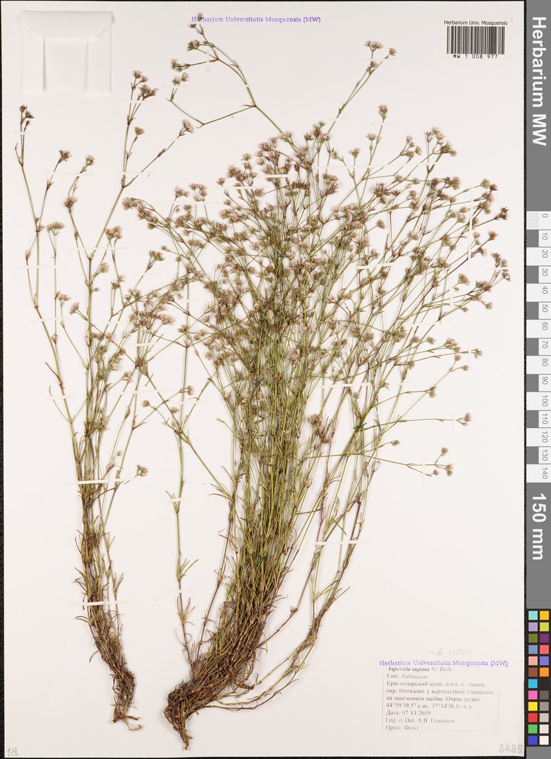 Cynanchica supina subsp. supina photo 2