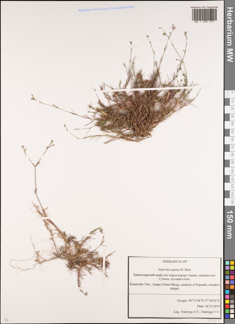 Cynanchica supina subsp. supina photo 3