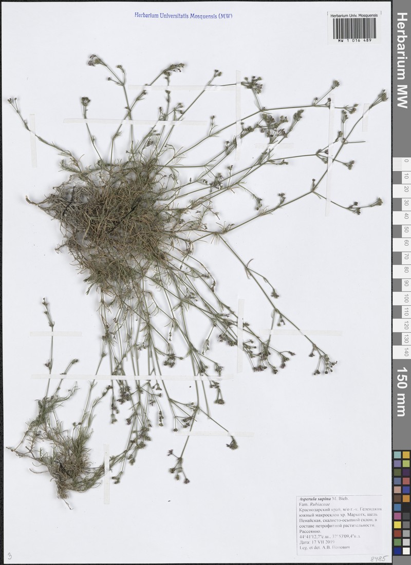 Cynanchica supina subsp. supina photo 4