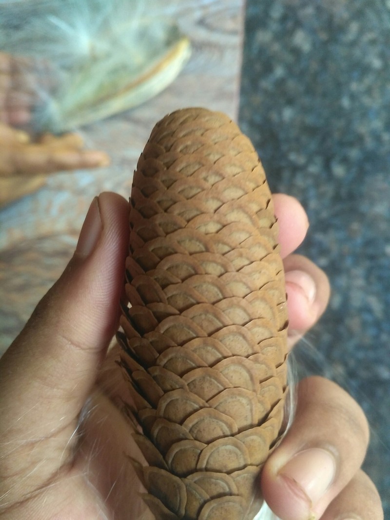Cynanchum annularium