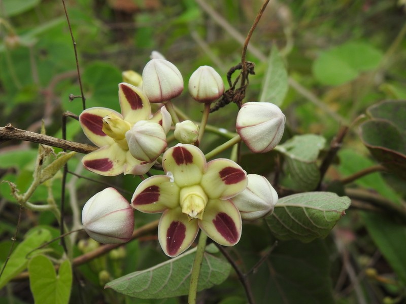Cynanchum annularium photo 4