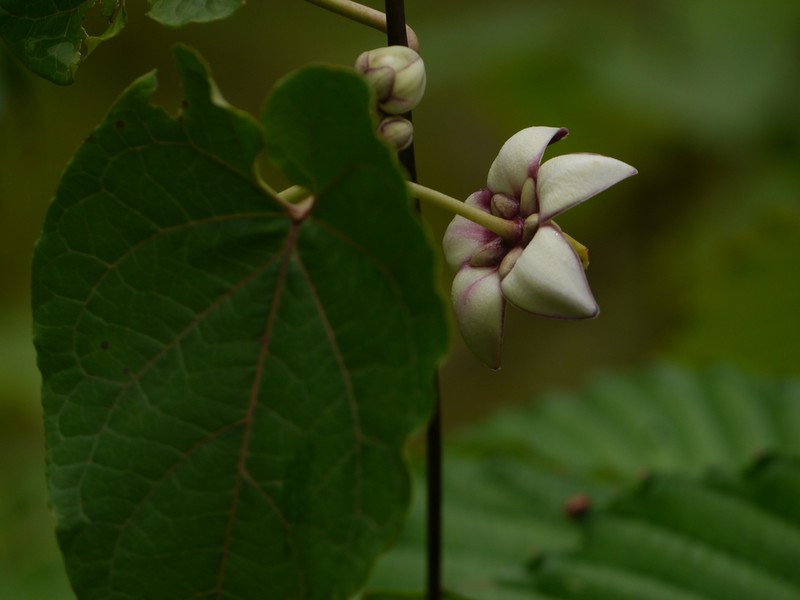 Cynanchum annularium photo 5