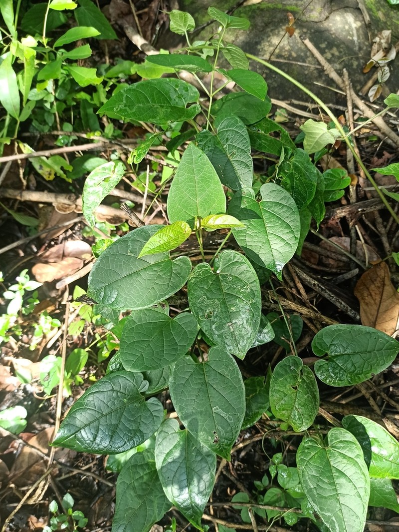 Cynanchum annularium photo 6