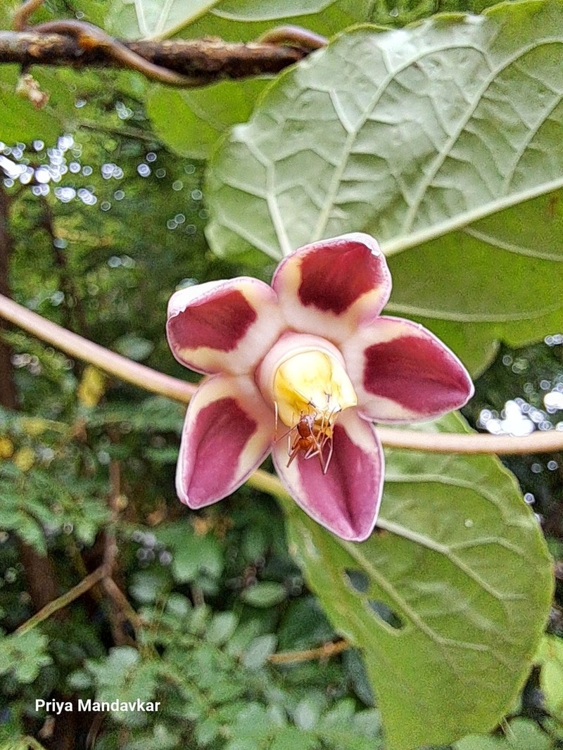 Cynanchum annularium photo 8