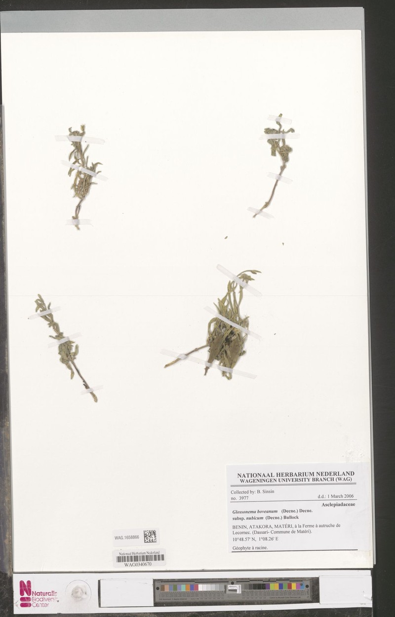 Cynanchum boveanum subsp. nubicum