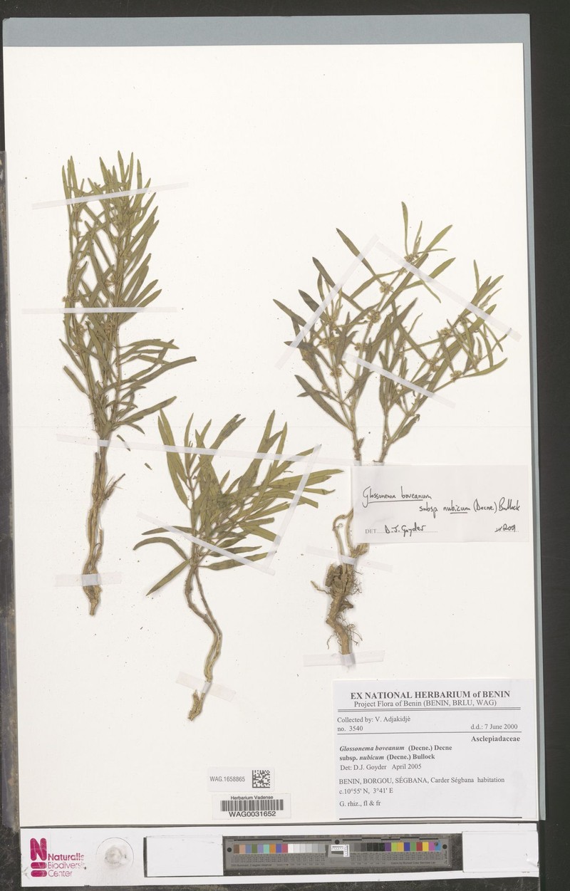 Cynanchum boveanum subsp. nubicum photo 2