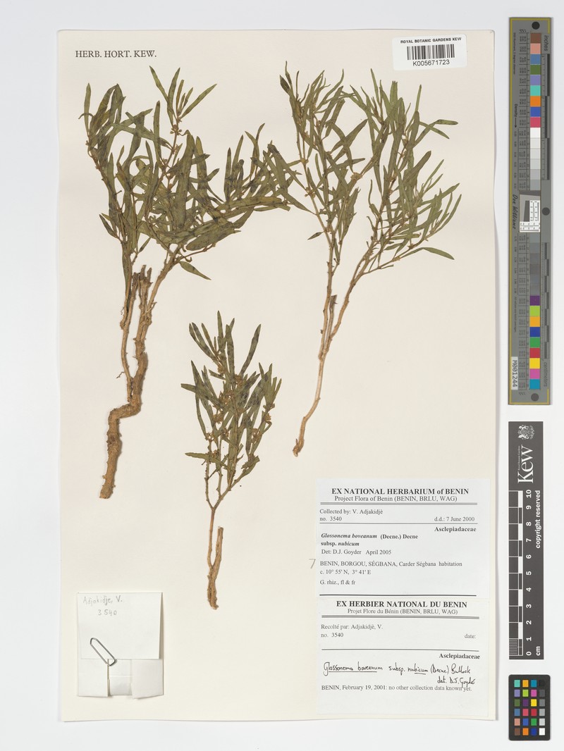 Cynanchum boveanum subsp. nubicum photo 3