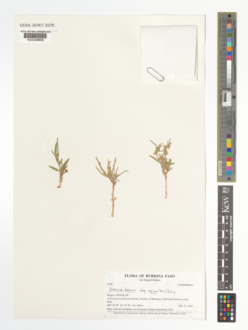 Cynanchum boveanum subsp. nubicum photo 4
