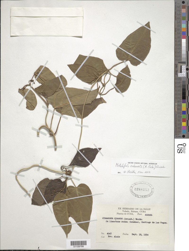 Cuban Swallow-Wort