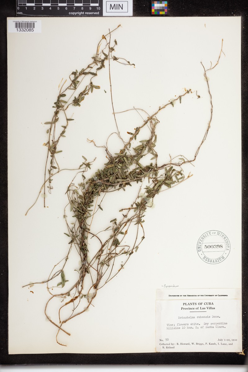 Cuban Swallow-Wort photo 2