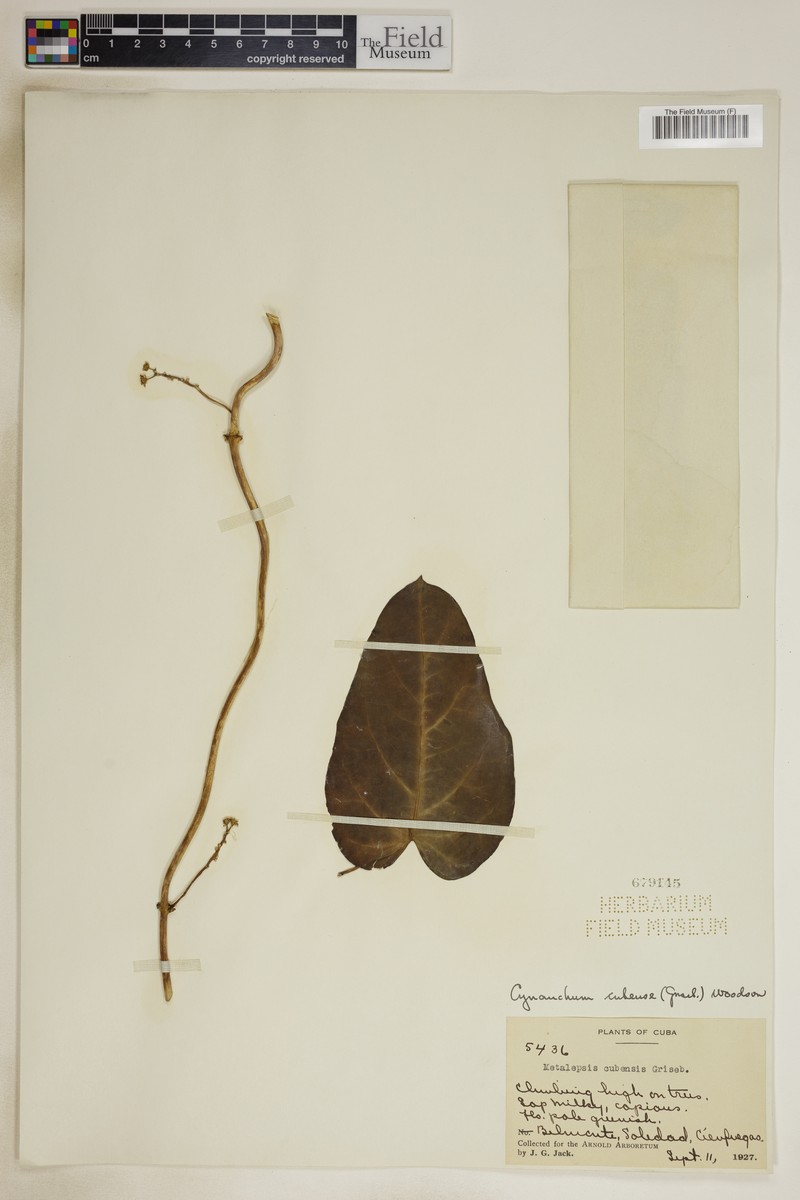 Cuban Swallow-Wort photo 3