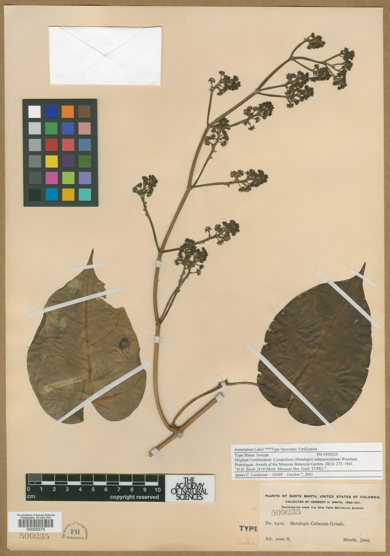 Cuban Swallow-Wort photo 4