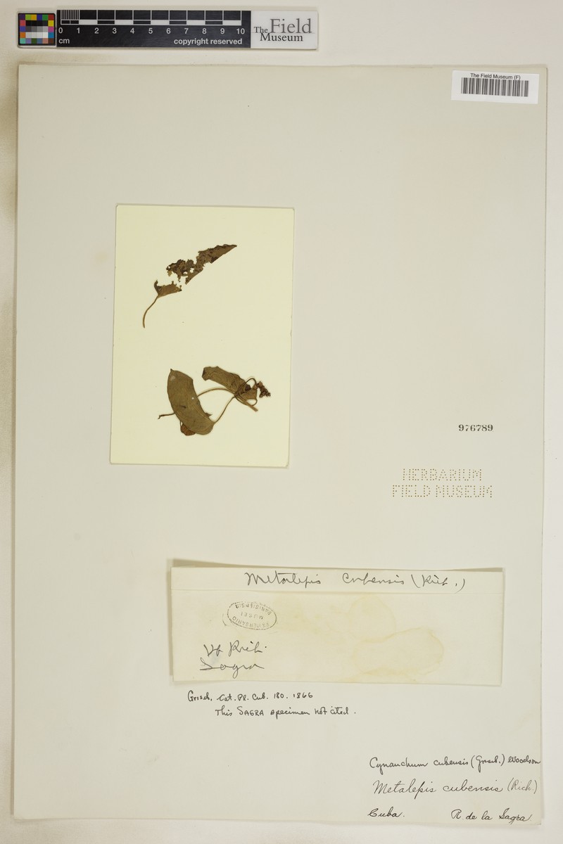 Cuban Swallow-Wort photo 5