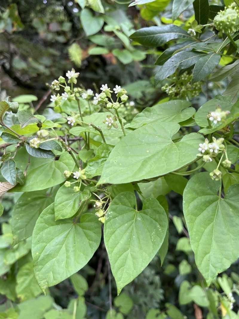 Cynanchum ethiopicum