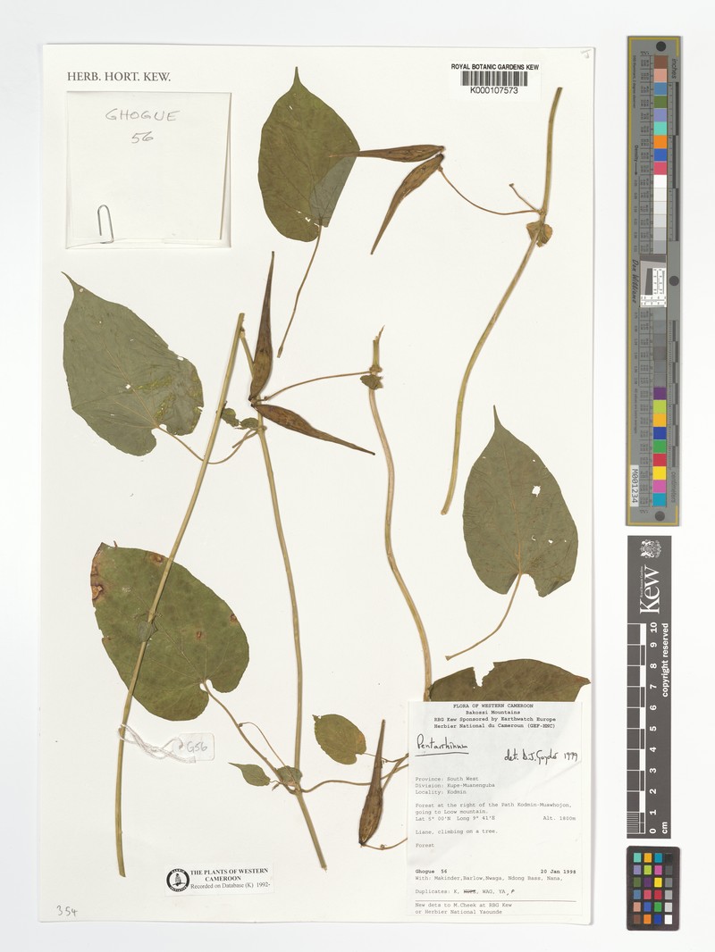 Cynanchum ethiopicum subsp. angolense