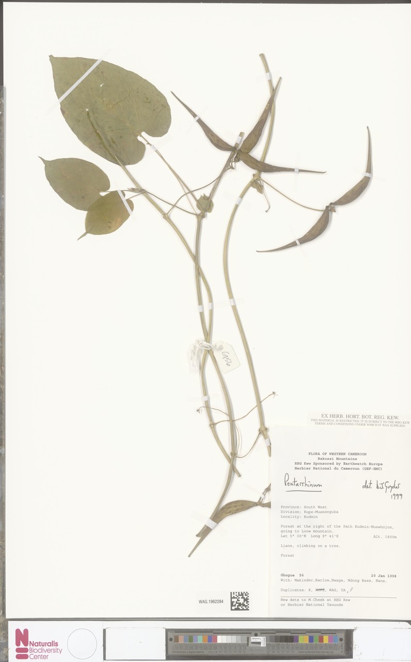 Cynanchum ethiopicum subsp. angolense photo 2