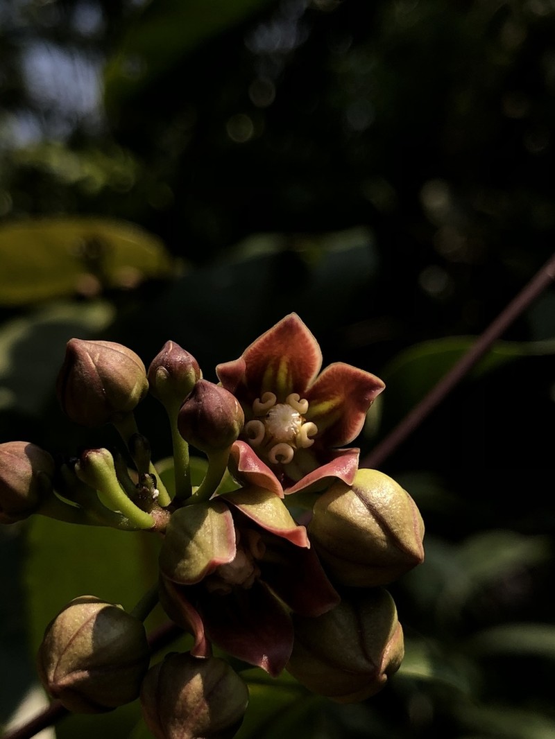 Cynanchum graphistemmatoides