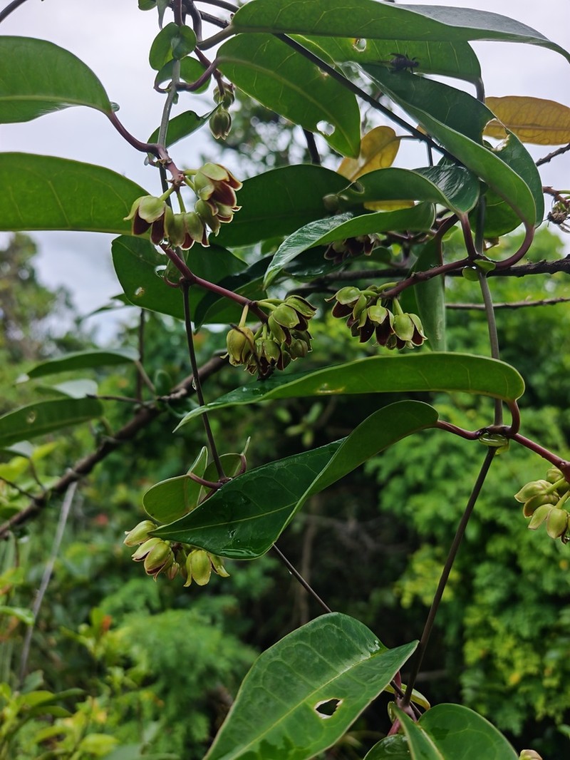 Cynanchum graphistemmatoides photo 2
