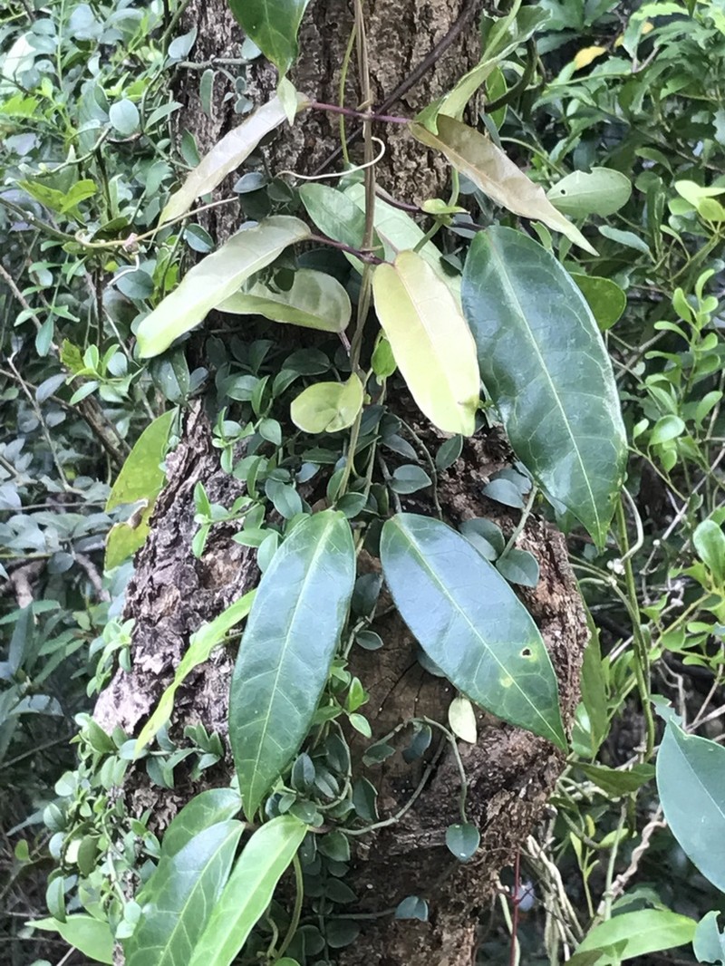 Cynanchum graphistemmatoides photo 3