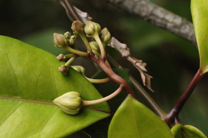 Cynanchum graphistemmatoides photo 4