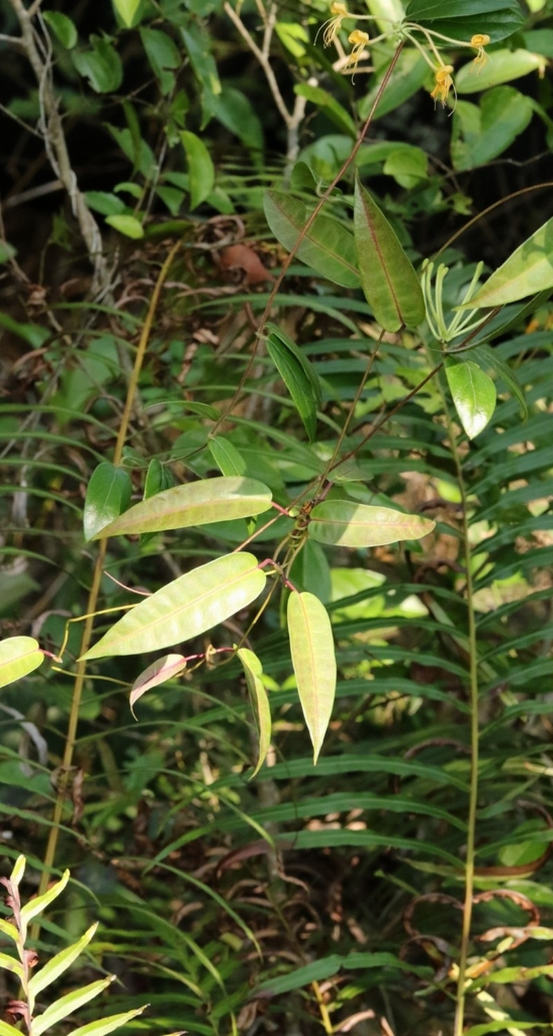 Cynanchum graphistemmatoides photo 5