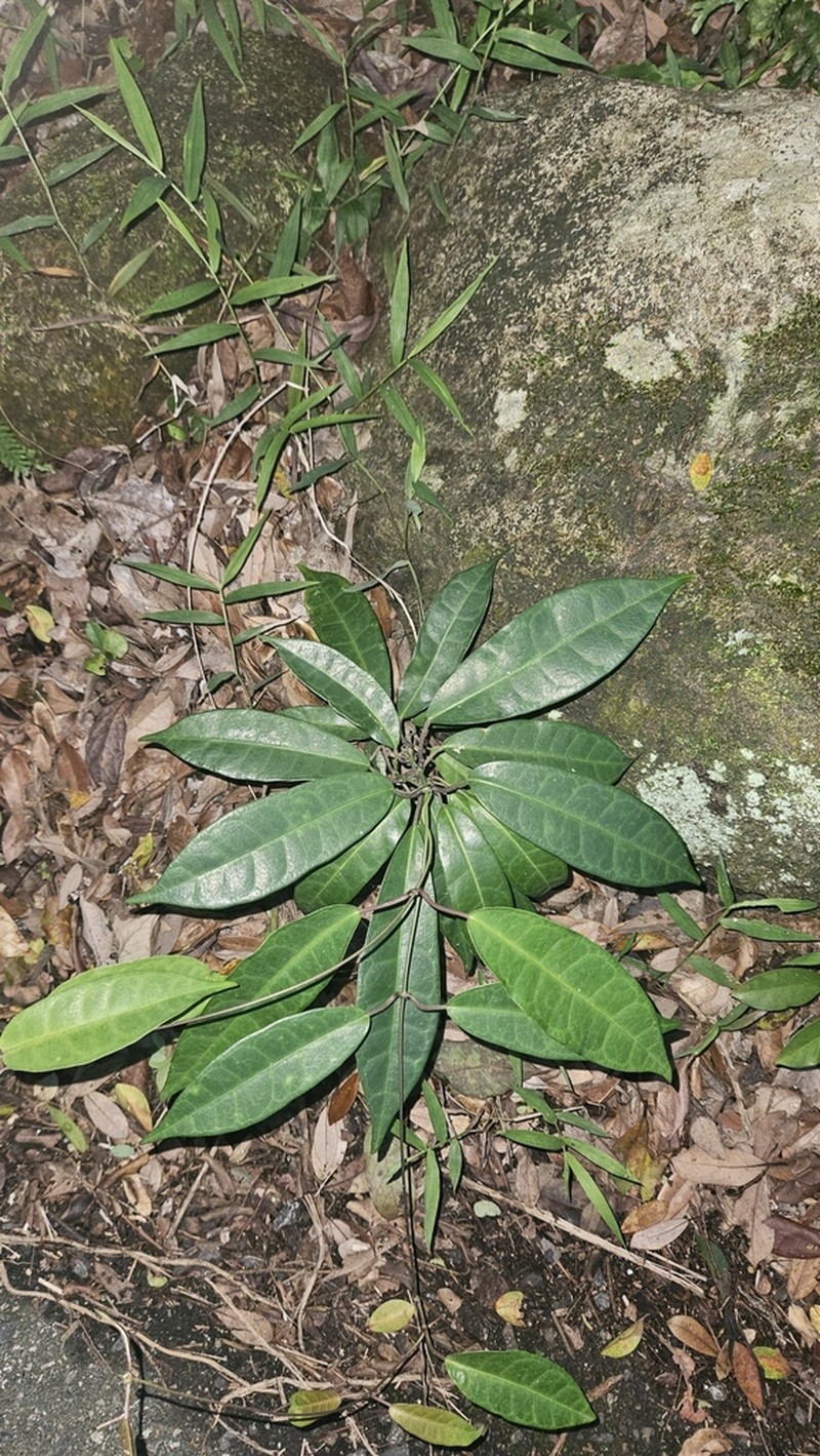Cynanchum graphistemmatoides photo 8