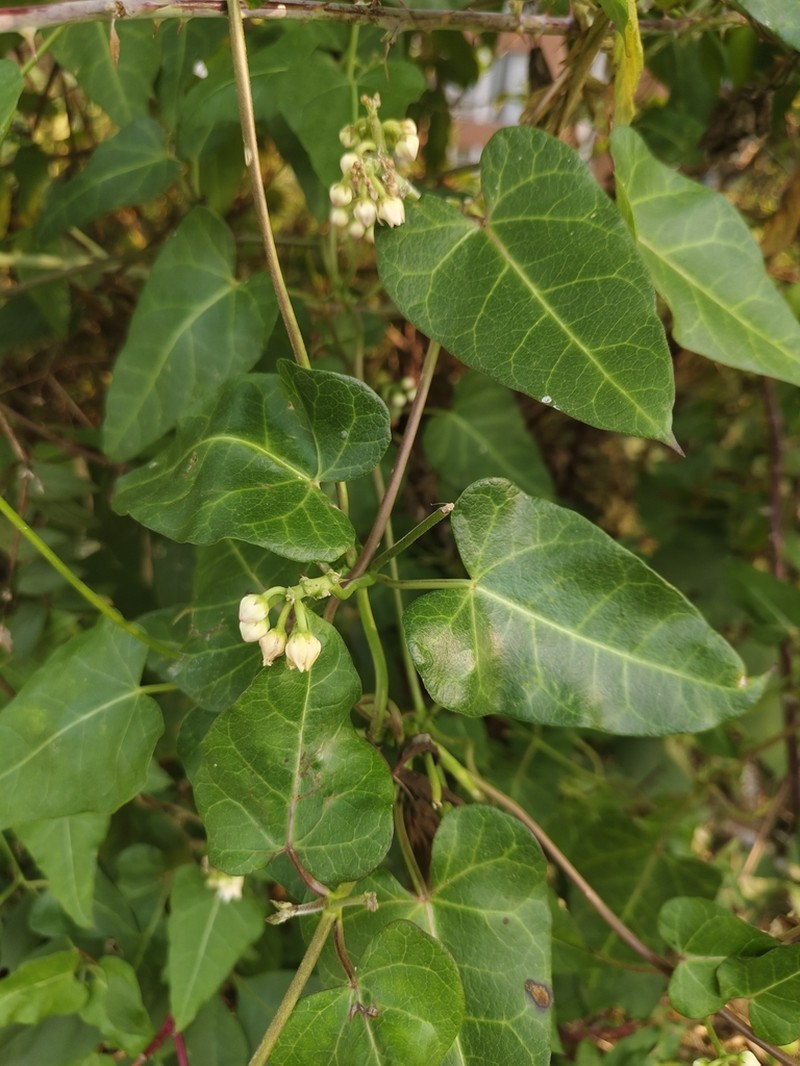 Cynanchum hemsleyanum